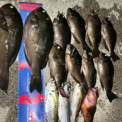 魚津港フカセ夜釣り