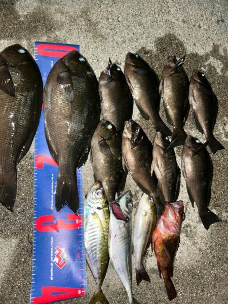 魚津港フカセ夜釣り