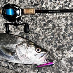 6月初シーバス!!