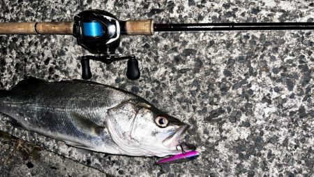 6月初シーバス!!