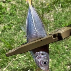 ジグ単de〜アジング♪考えすぎ?