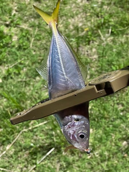 ジグ単de〜アジング♪考えすぎ?