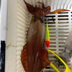 そろそろケンサキイカが来ました