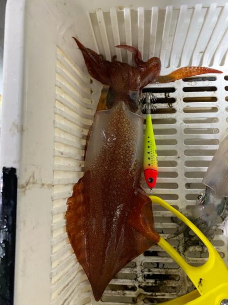 そろそろケンサキイカが来ました