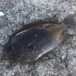 試行錯誤ヤエン