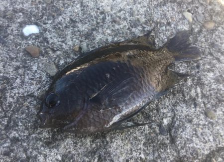 試行錯誤ヤエン