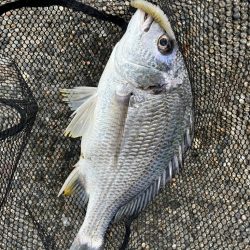 12時前後のチニング