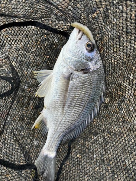 12時前後のチニング