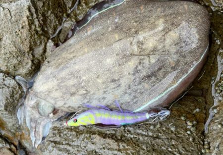 お気に入りのエギで！