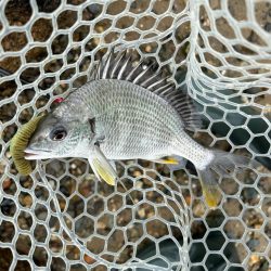 今日も懲りずに雨の中のチニング!