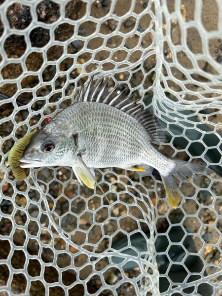 今日も懲りずに雨の中のチニング!