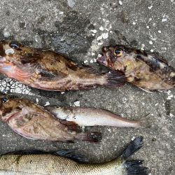 ガシラとセイゴ好調です