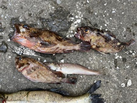 ガシラとセイゴ好調です