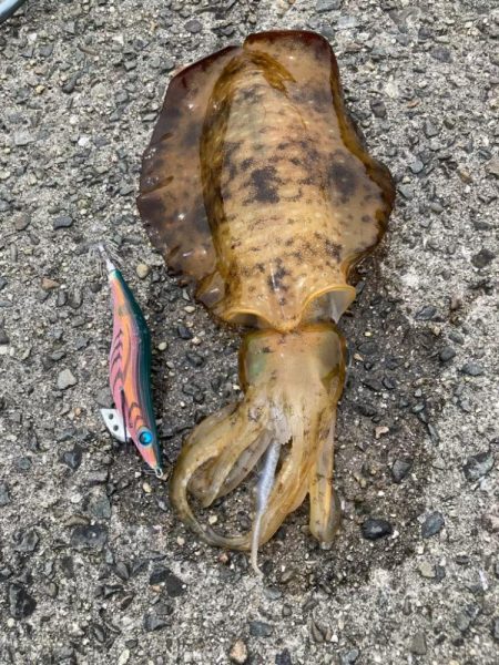 春はコウイカ続きの中、港で釣れた泣ける一杯…
