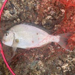 久しぶりの磯釣り