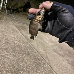 ライトゲーム　メバル釣査
