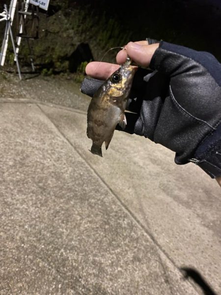 ライトゲーム　メバル釣査