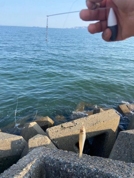 シロギスタのコッチコチやぞ