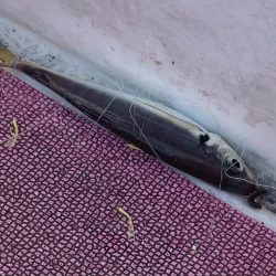 アジは何処（苦笑）