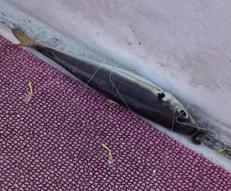 アジは何処（苦笑）