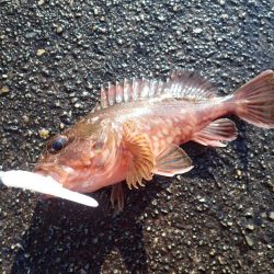 今年はやや遅れ気味?