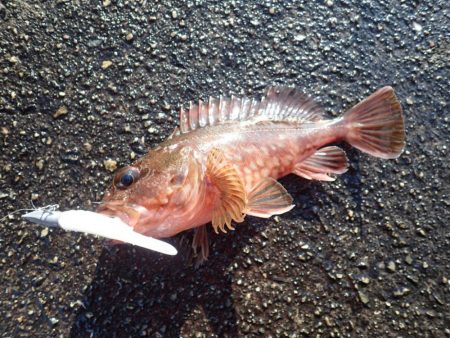 今年はやや遅れ気味?
