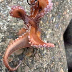 タコ調査③