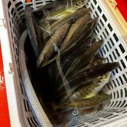 白イカ・アジ釣行