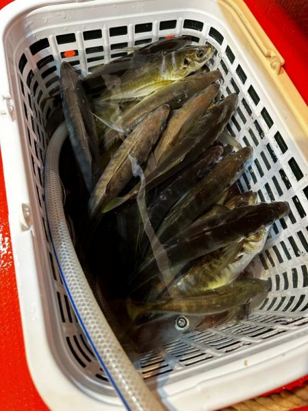 白イカ・アジ釣行