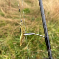 雨の中のチニング！