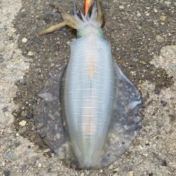 梅雨イカエギング