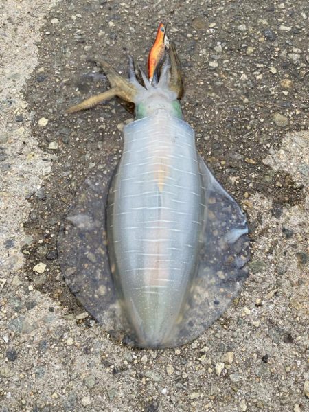 梅雨イカエギング