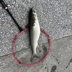 二日続けての釣行。