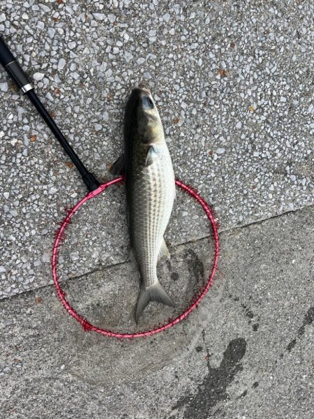 二日続けての釣行。