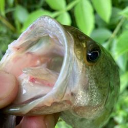 ライトリグで何とか