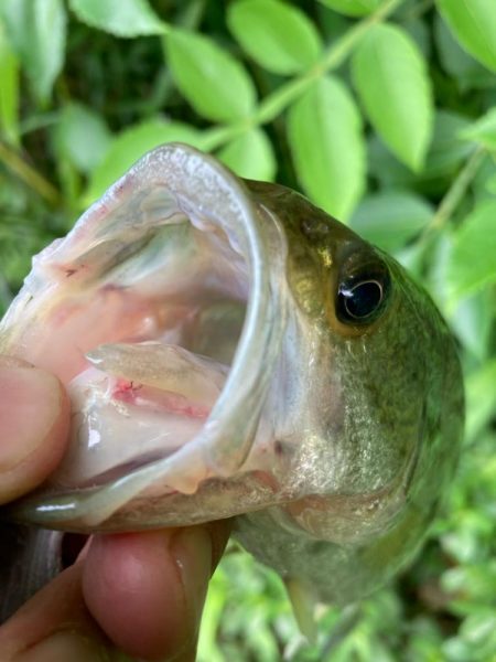 ライトリグで何とか
