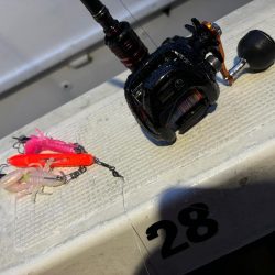 急に暴風　タコ渋い