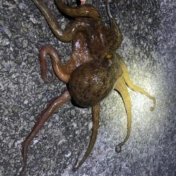 久々に釣れました