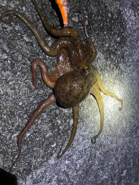 久々に釣れました