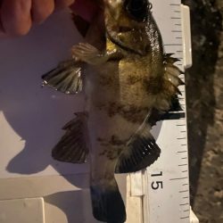 メバリングに珍客現る