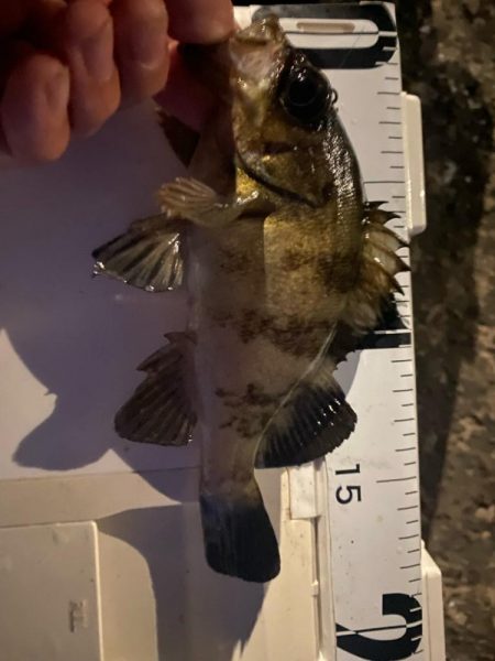 メバリングに珍客現る