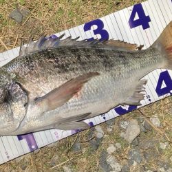 ナイトチニング