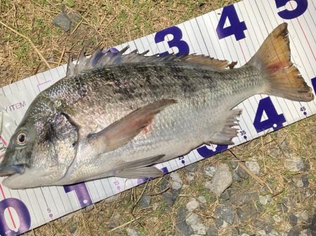 ナイトチニング