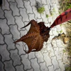 人生初タコ!?🐙