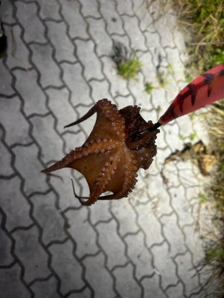 人生初タコ!?🐙