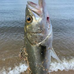 朝マヅメハクパターン