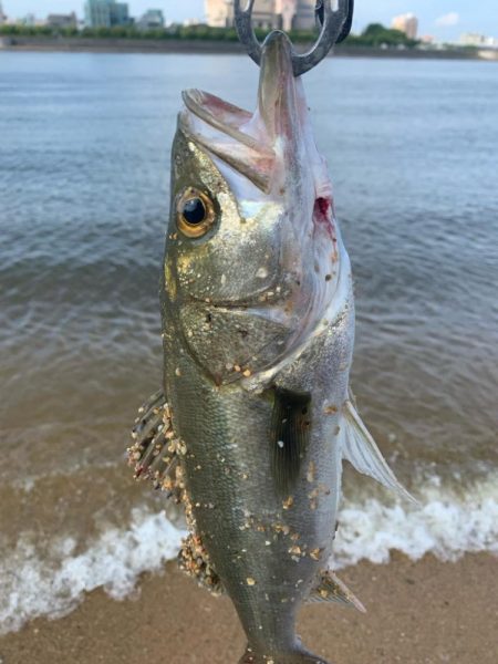 朝マヅメハクパターン