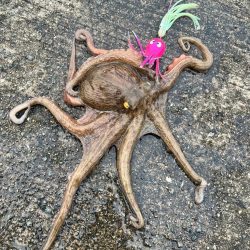 タコ釣り