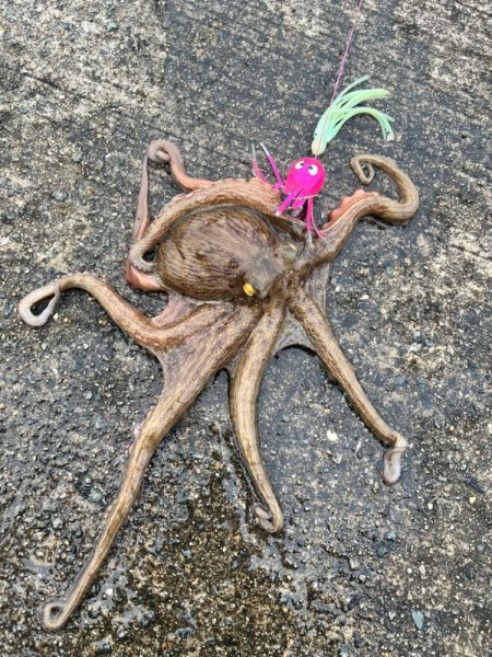 タコ釣り
