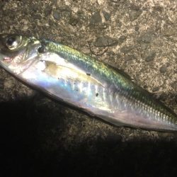 日本海アオリイカ釣行